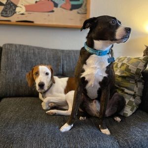 Meet your Posher, Thomas